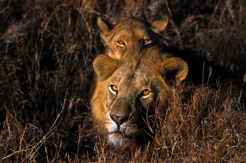 Leone Panthera leo, Tanzania.