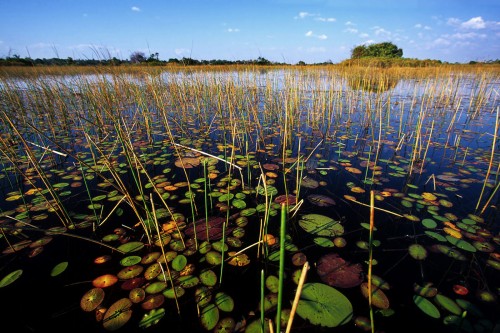 Okavango, Botswana.