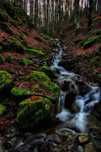 Foreste Casentinesi.