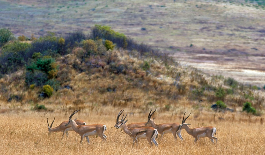  Impala comune Aepycerus melampus melampus. Tanzania.