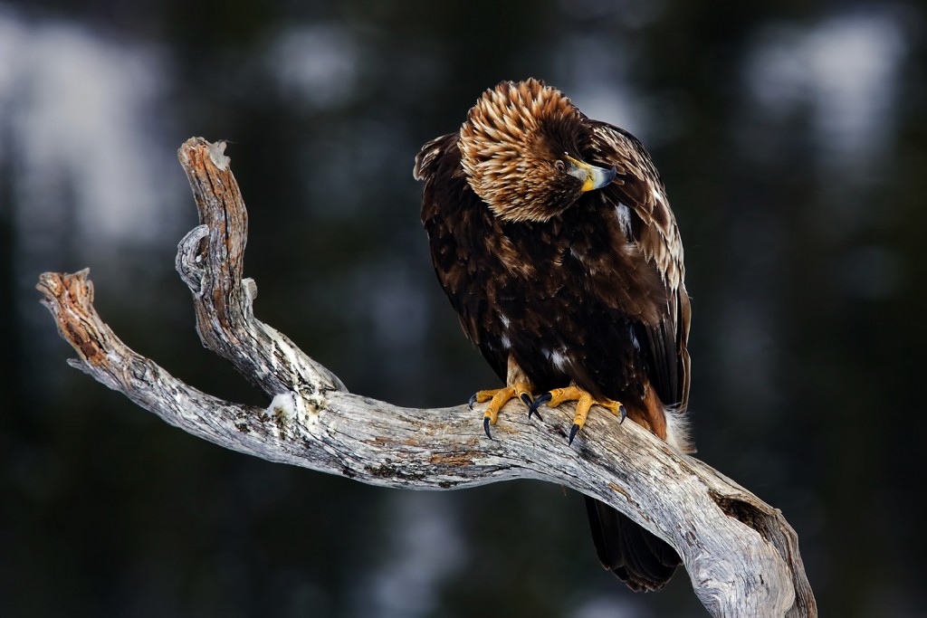  Aquila reale Aquila chrysaetos.