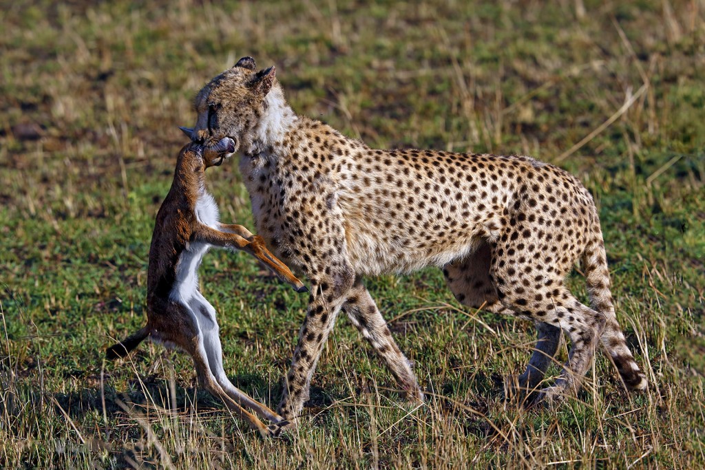  Ghepardo Acinonyx jubatus.