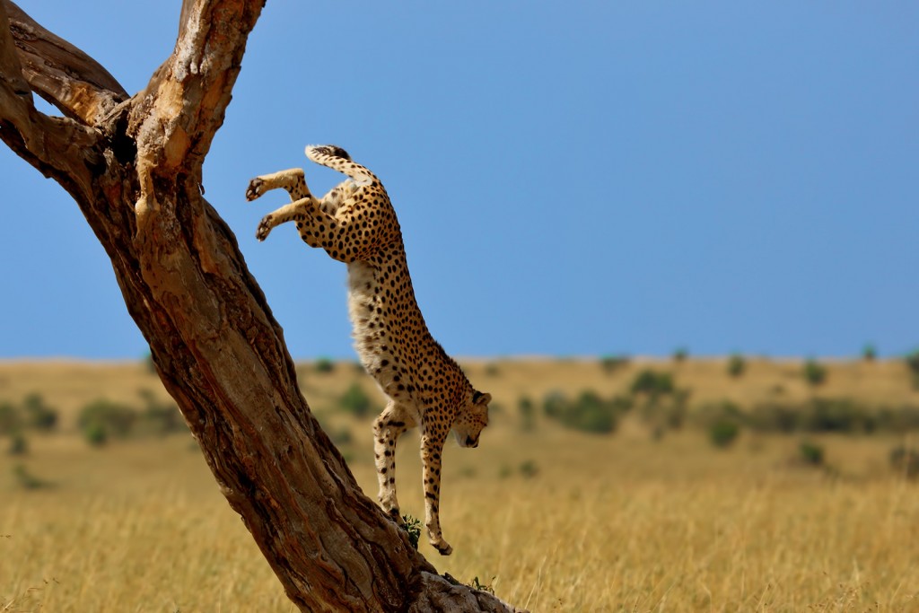  Ghepardo Acinonyx jubatus.