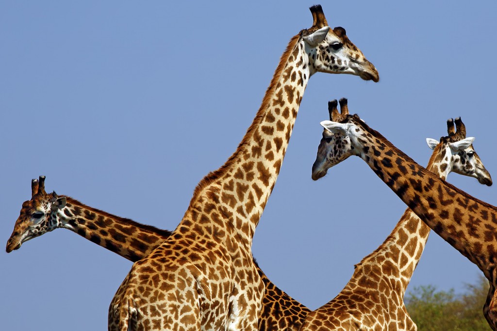  Giraffa masai Giraffa tippelskirchi.