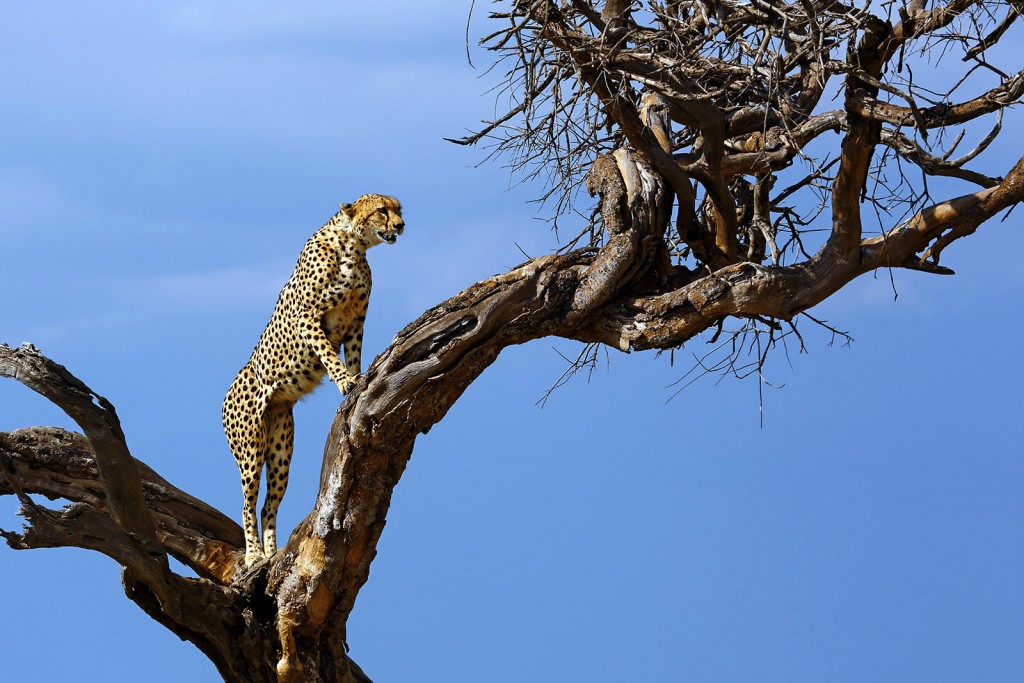  Ghepardo Acinonyx jubatus.