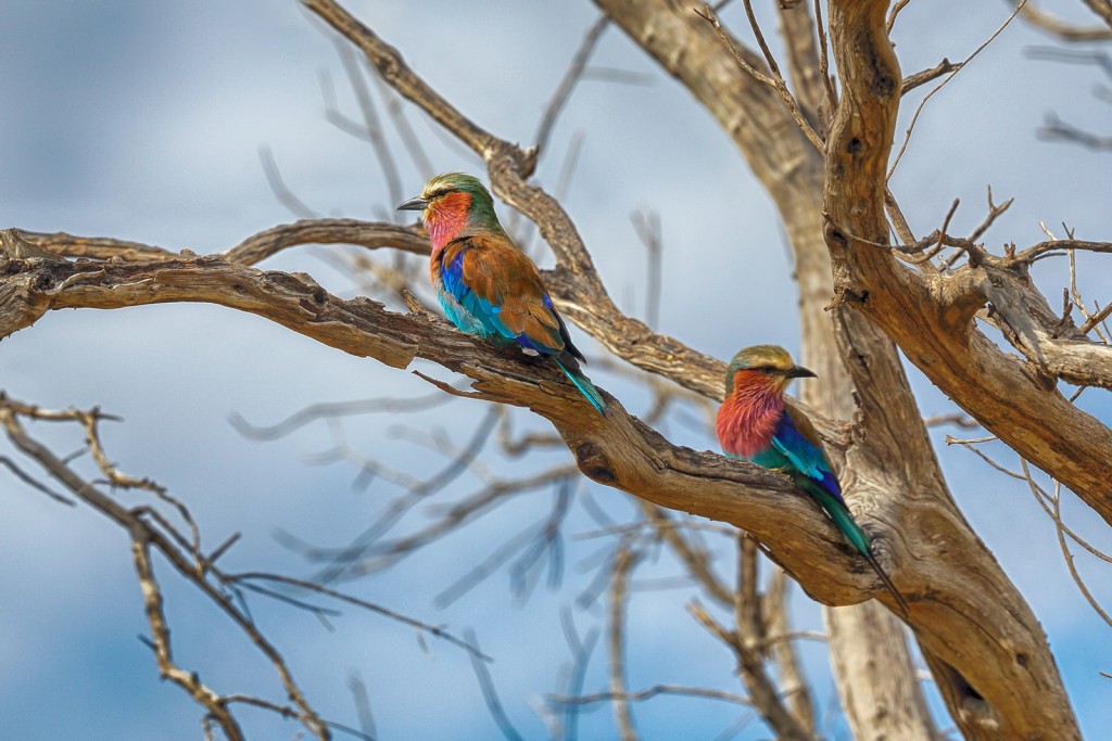  Ghiandaia marina pettolilla Coracias caudatus.