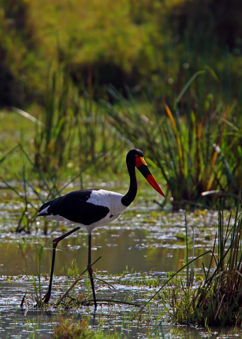  Mitteria del Senegal Ephippiorhynchus senegalensis.