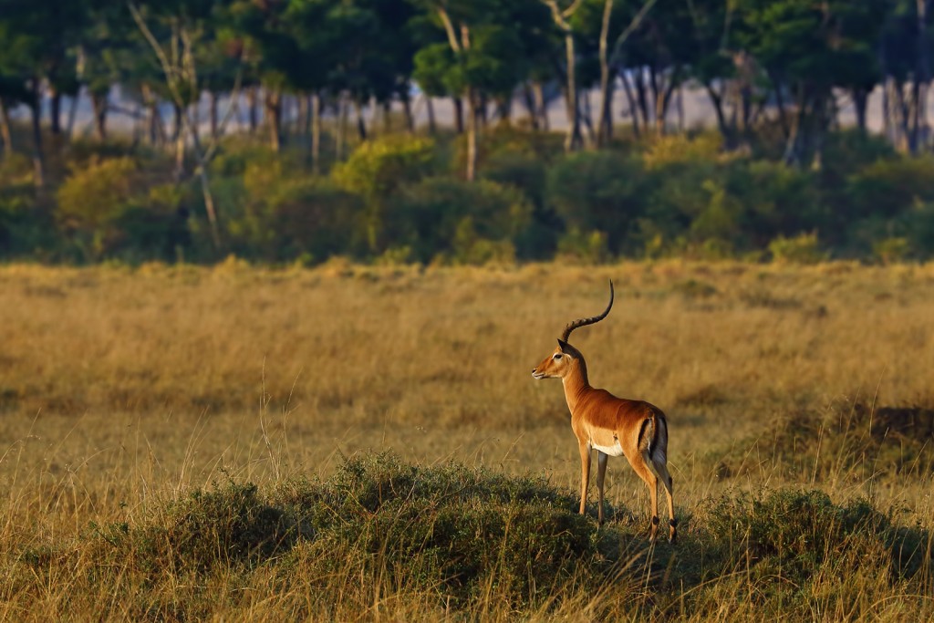  Impala Aepyceros melampus.