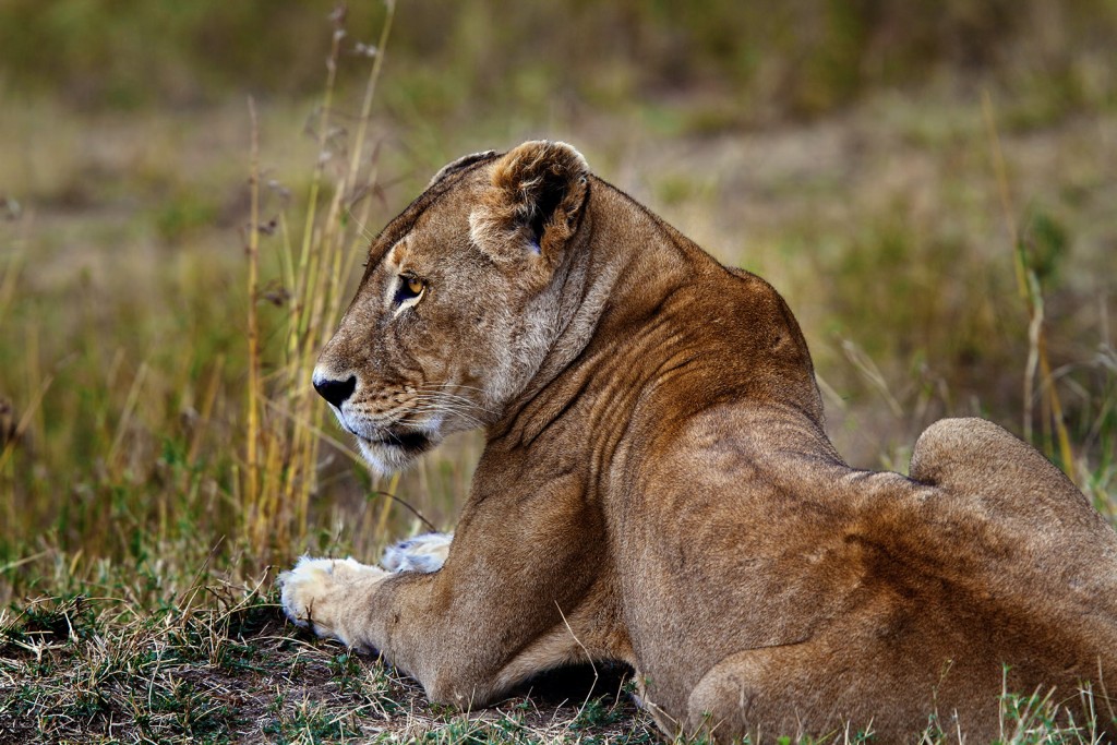  Leone Panthera leo.