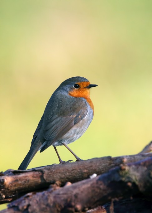  Pettirosso Erithacus rubecula.