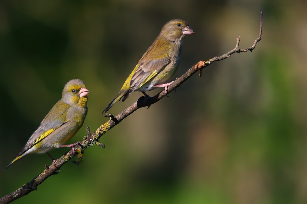  Verdone comune Chloris chloris.