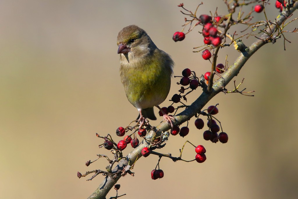  Verdone comune Chloris chloris.