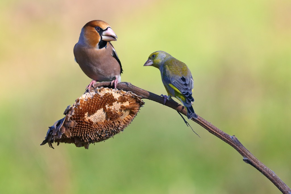  Frosone comune Coccothraustes coccothraustes.