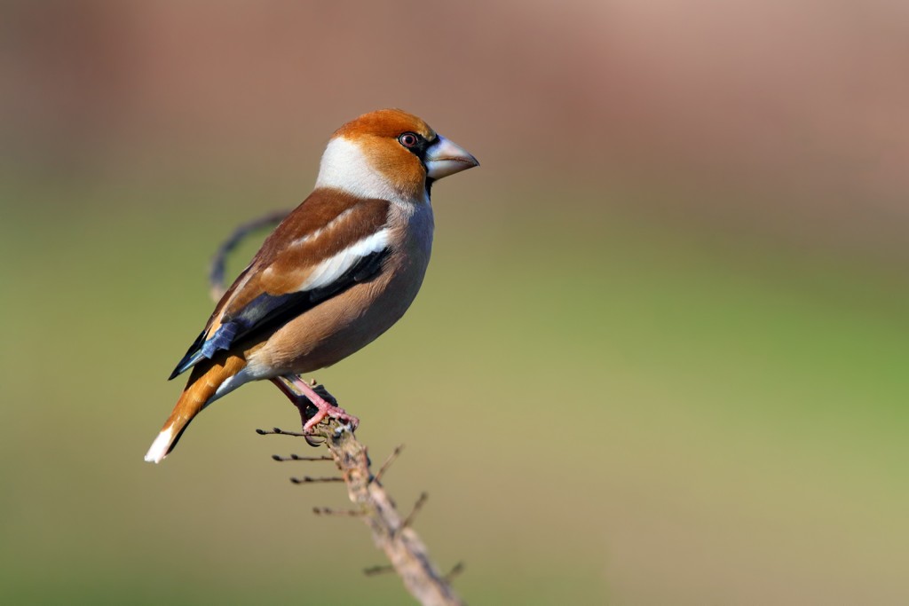  Frosone comune Coccothraustes coccothraustes.