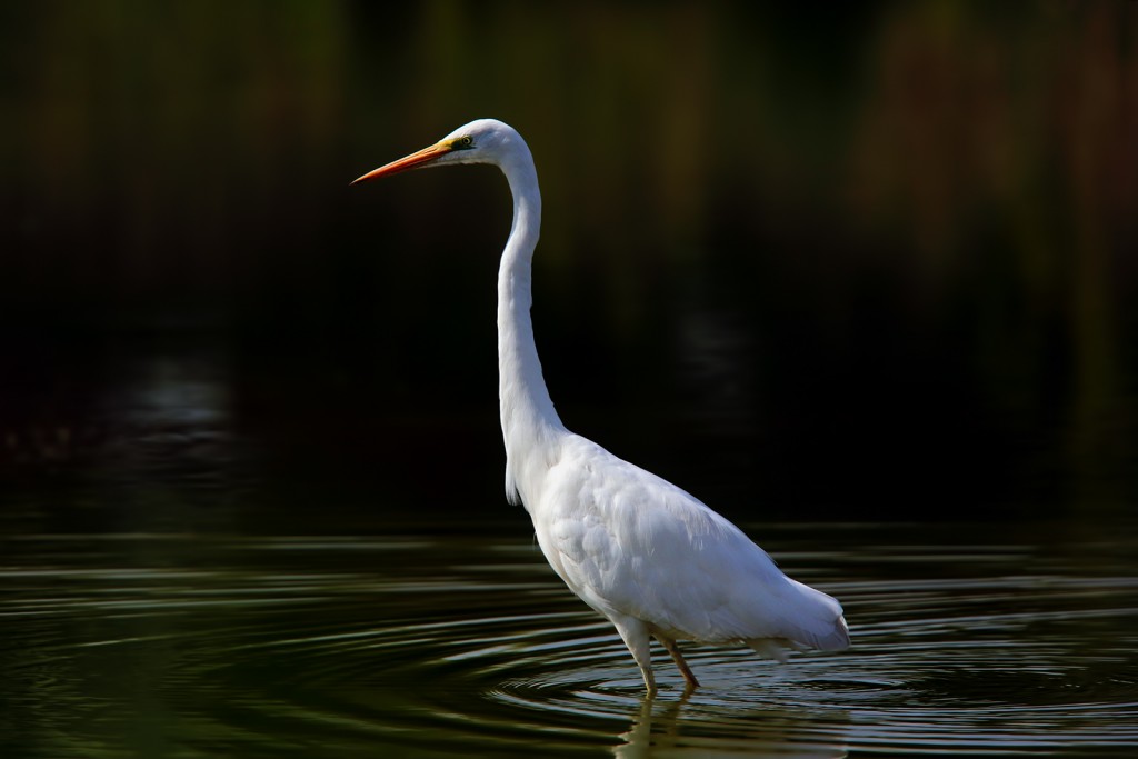  Airone bianco maggiore Ardea alba.