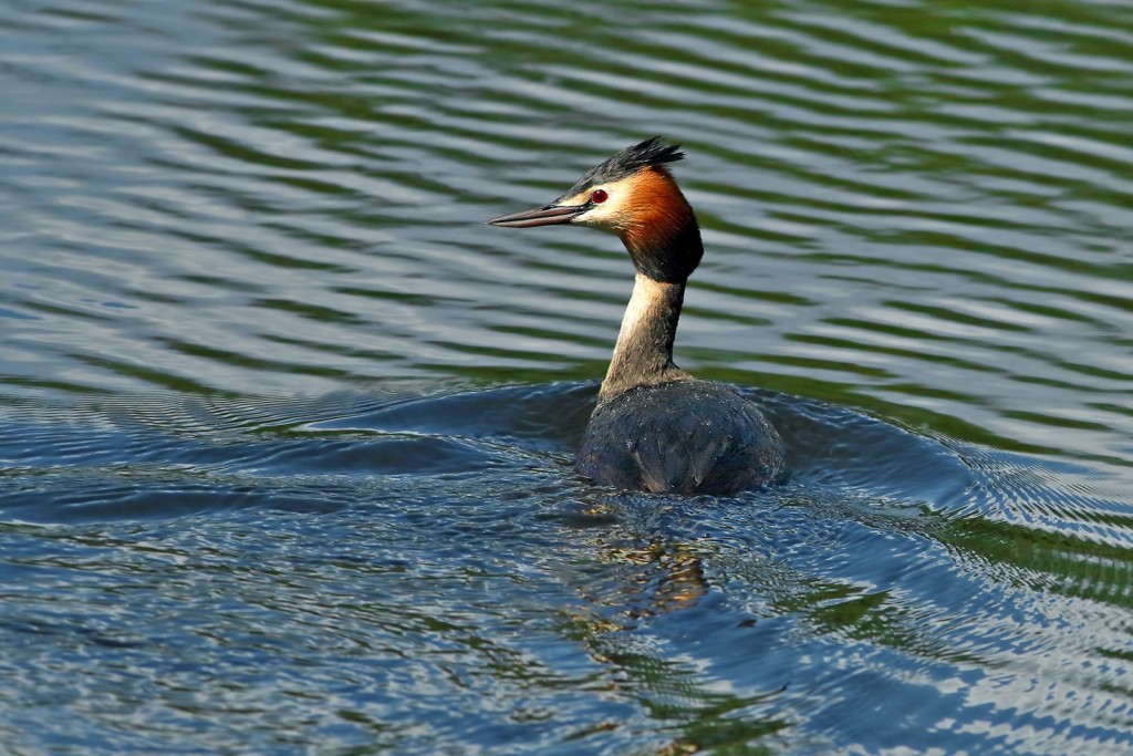  Svasso maggiore Podiceps cristatus.