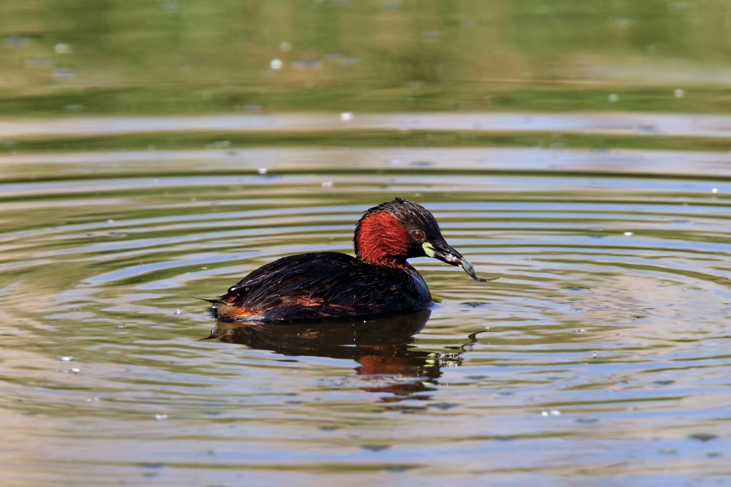  Tuffetto comune Tachybaptus ruficollis.