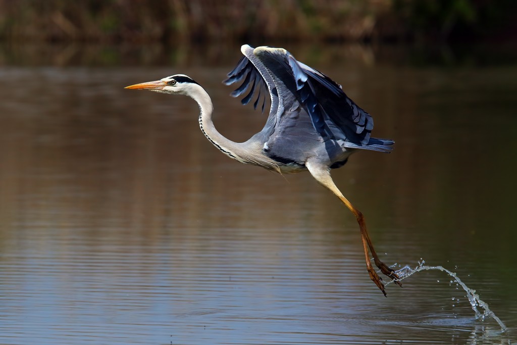  Airone cenerino Ardea cinerea.