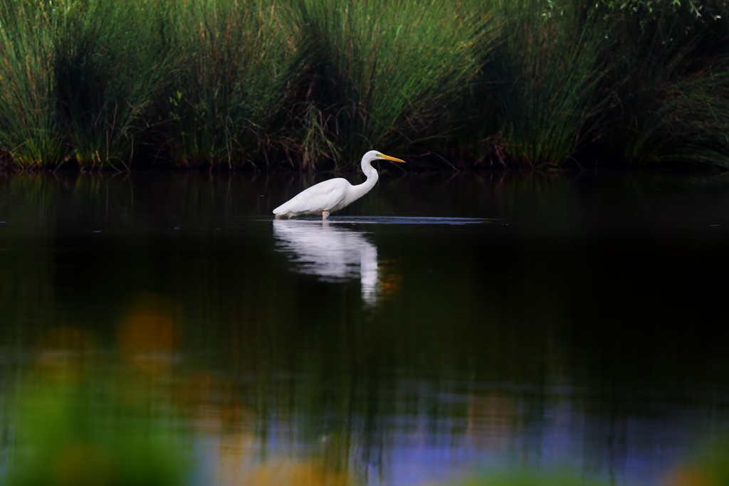  Airone bianco maggiore Ardea alba.