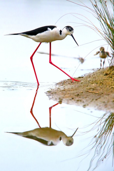  Cavaliere d'Italia Himantopus himantopus.