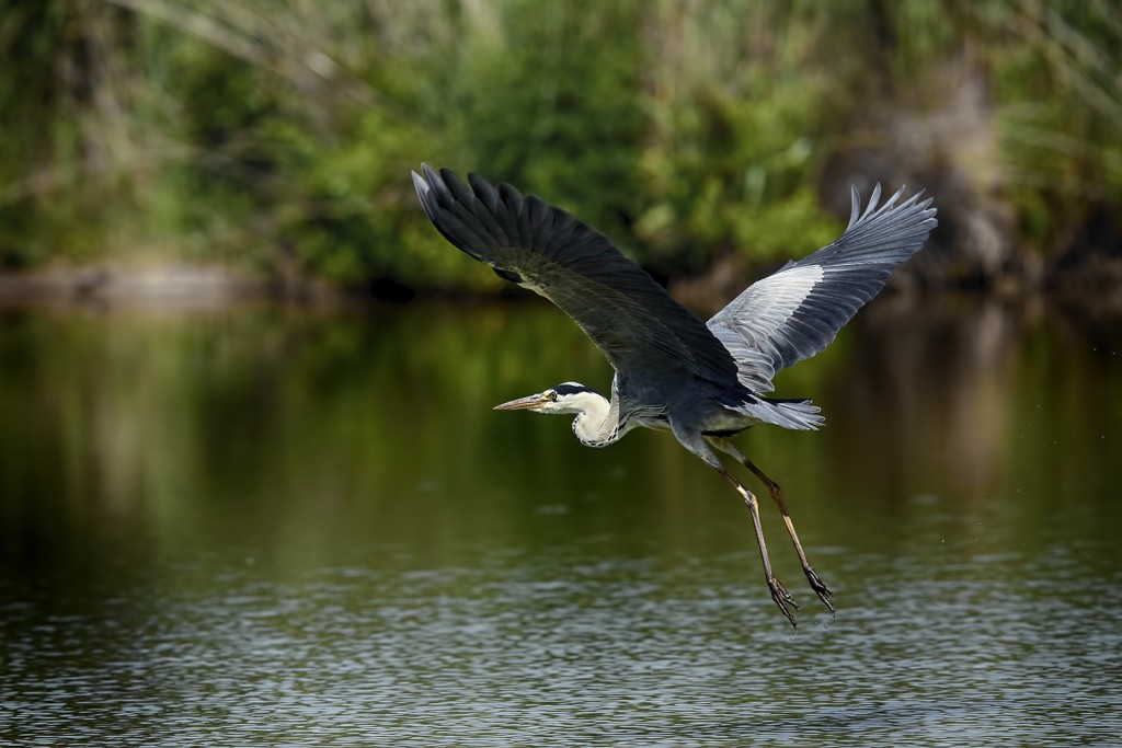  Airone cenerino Ardea cinerea.