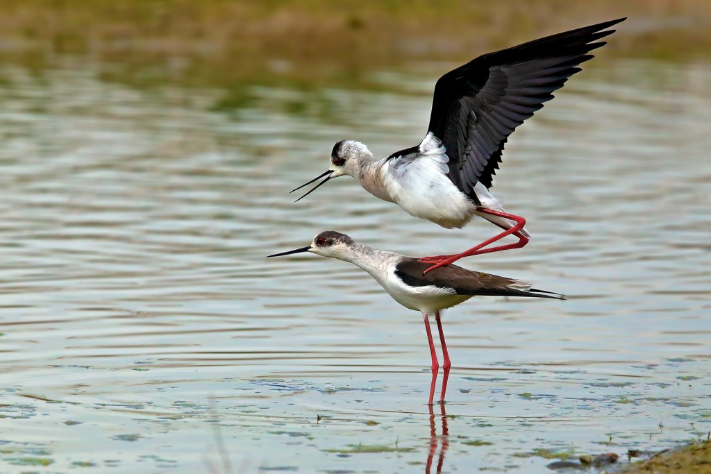  Cavaliere d'Italia Himantopus himantopus.