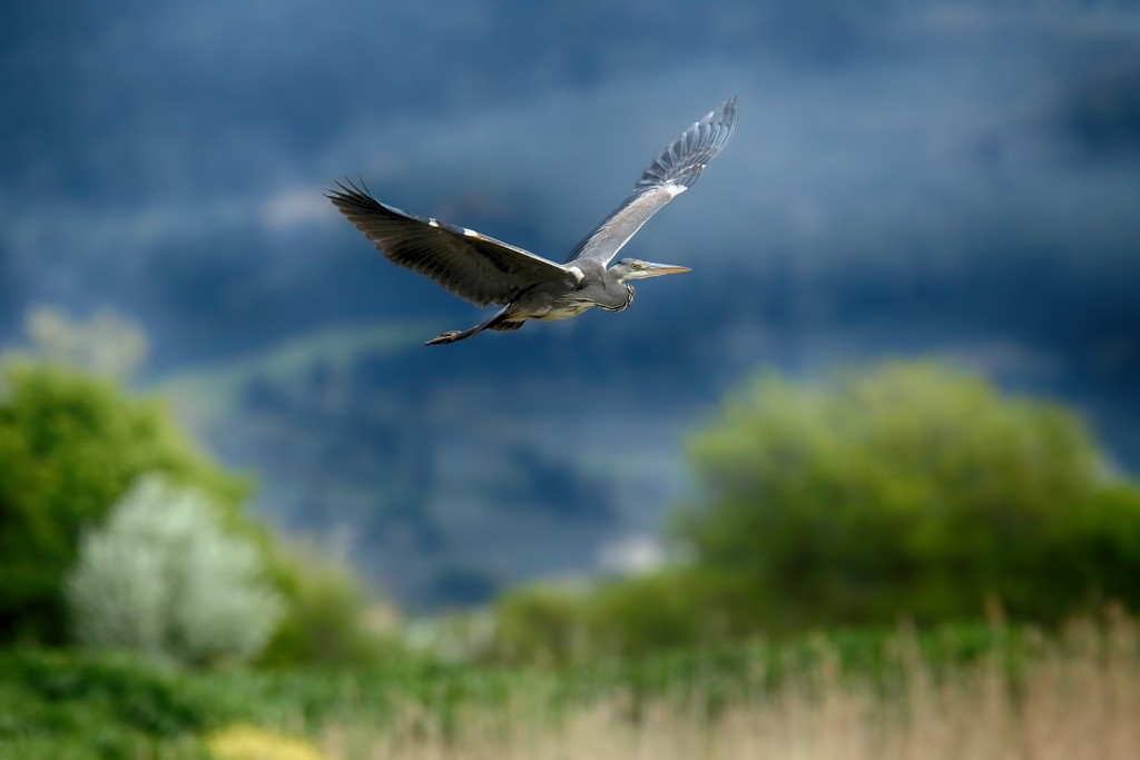  Airone cenerino Ardea cinerea.