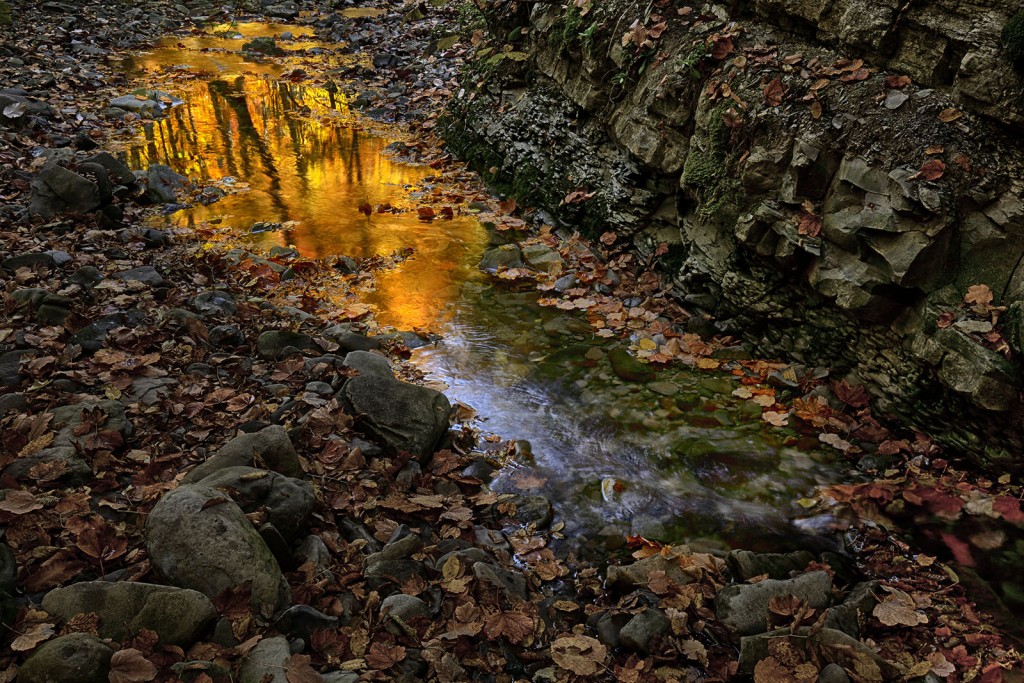  Il giallo. Foreste Casentinesi.