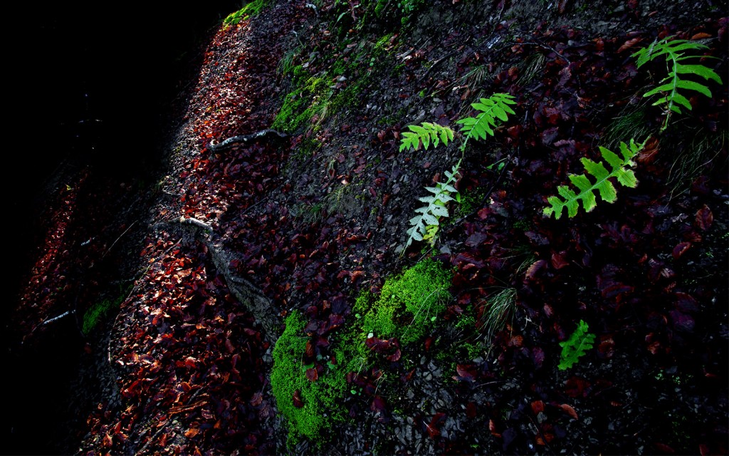  Sul sentiero. Foreste Casentinesi.