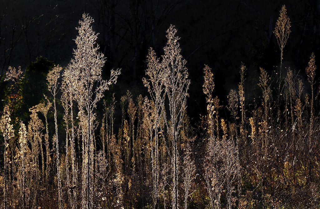  Foreste Casentinesi. Scalandrini.