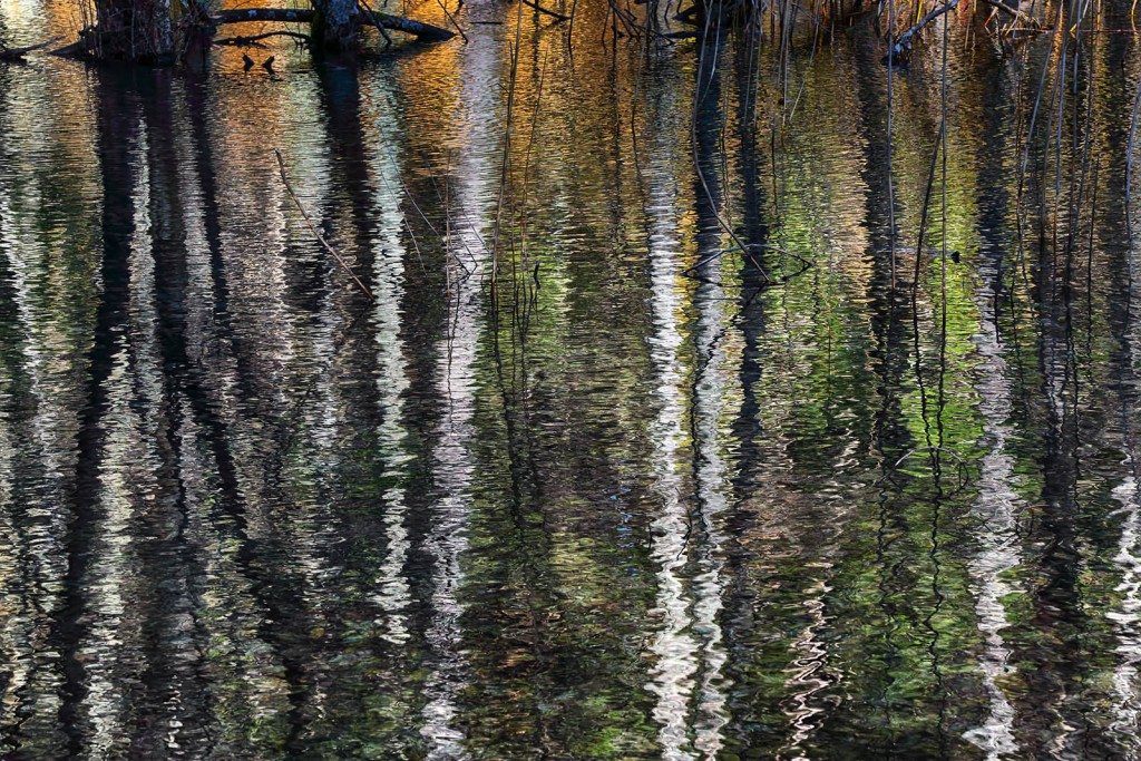  Bosco allagato. Foreste Casentinesi.