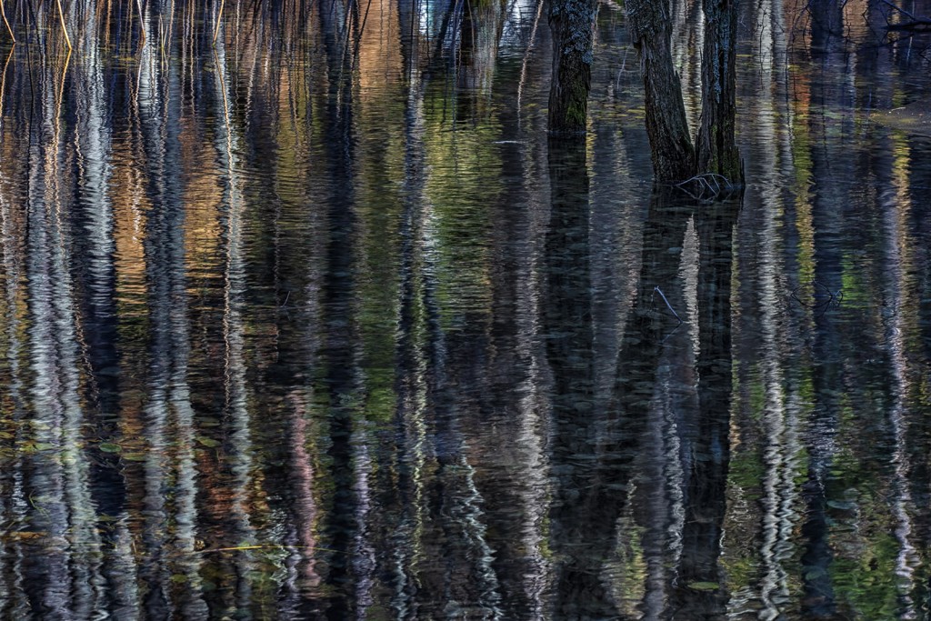  Bosco allagato. Foreste Casentinesi.