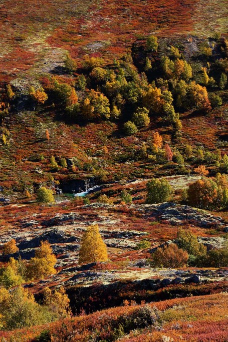  Grimsdalen. Tundra in autunno.