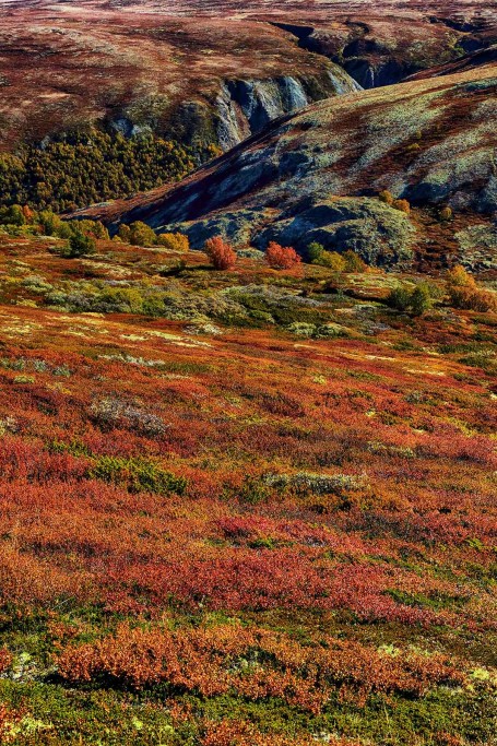  Grimsdalen. Tundra in autunno.