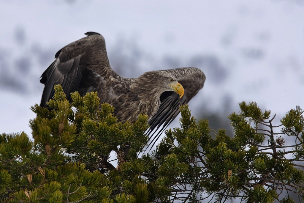  Aquila di mare Haliaeetus albicilla.