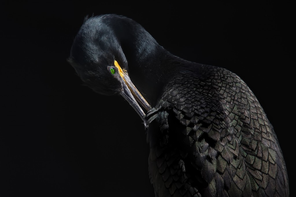  Marangone dal ciuffo Phalacrocorax aristotelis. Gran Bretagna.