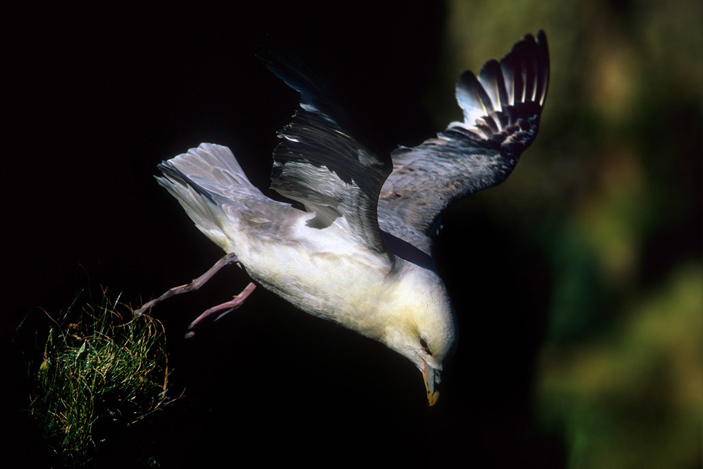  Fulmaro Fulmarus glacialis, Gran Bretagna.