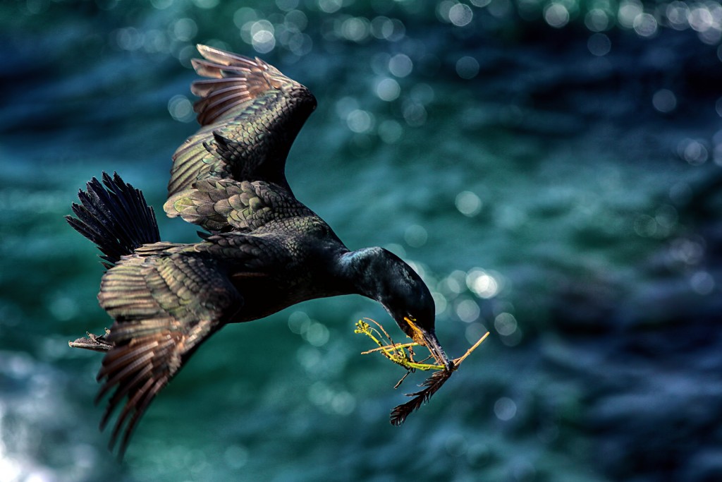  Marangone dal ciuffo Phalacrocorax aristotelis. Norvegia.