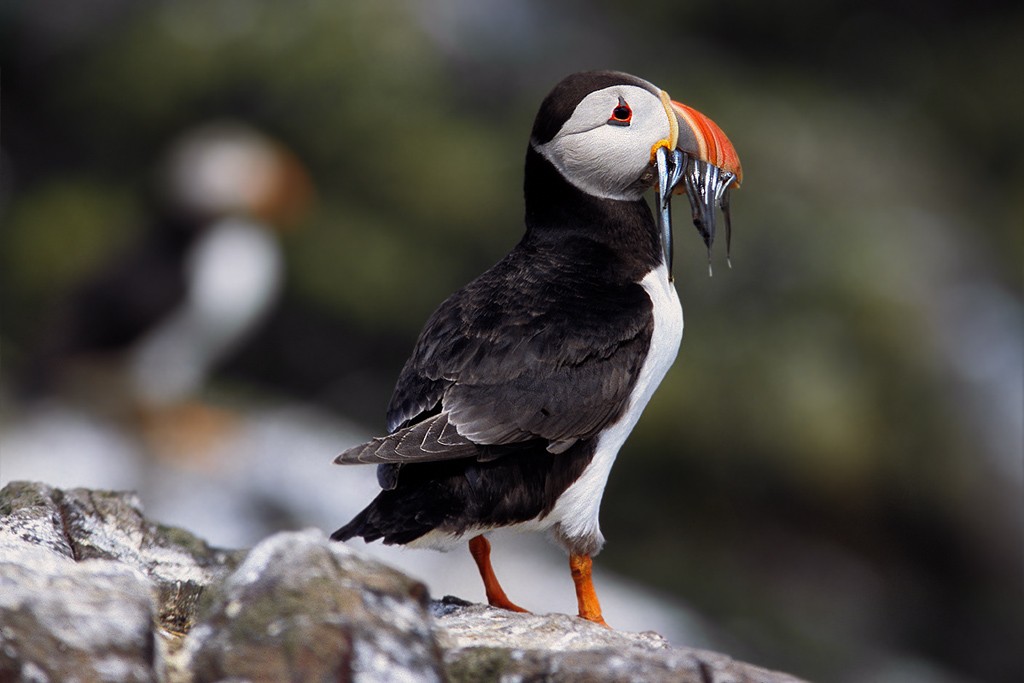  Pulcinella di mare Fratercula arctica, Gran Bretagna.