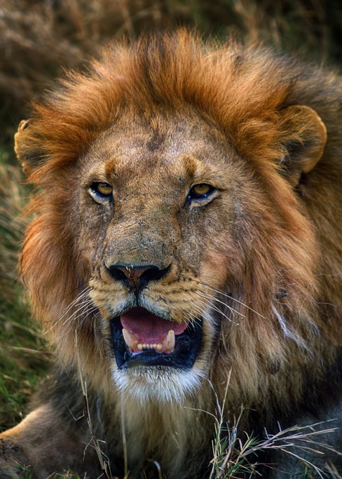  Leone Panthera leo, Tanzania.