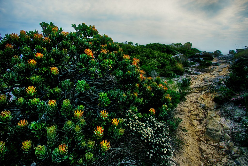  Vegetazione a Fynbos, Capo di Buona Speranza, Sudafrica.