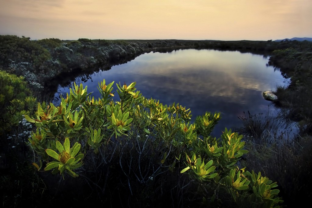  Vegetazione a Fynbos, Capo di Buona Speranza, Sudafrica.