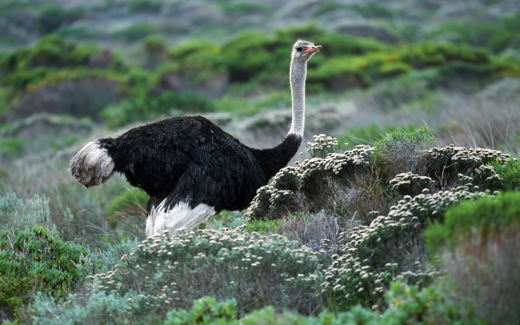  Nel Fynbos. Common ostrich Struthio camelus australis, Sudafrica.