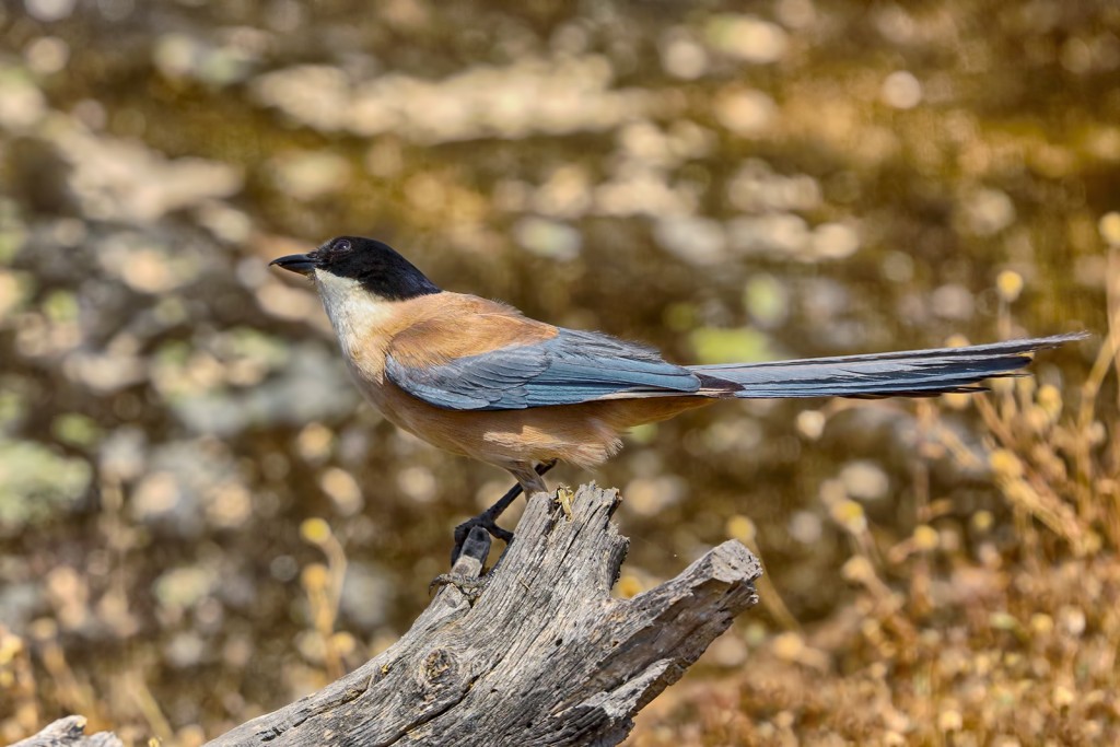  Gazza iberica Cyanopica cooki.