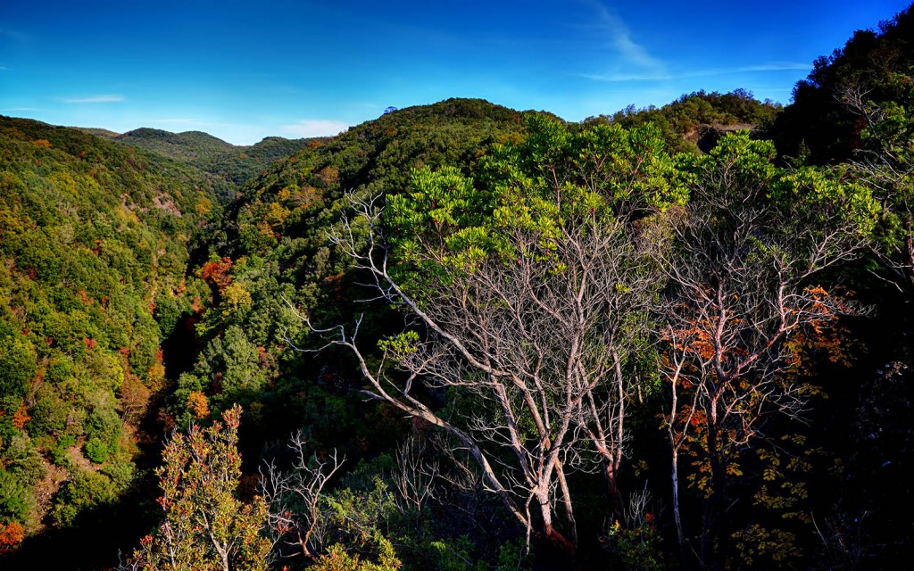  Foresta di Berignone.