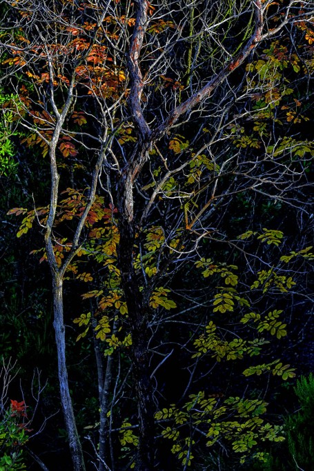  Foresta di Berignone.