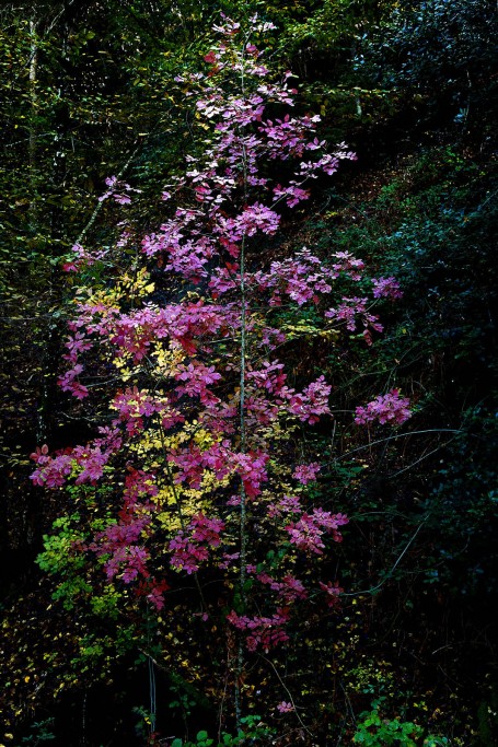  Foresta di Berignone.