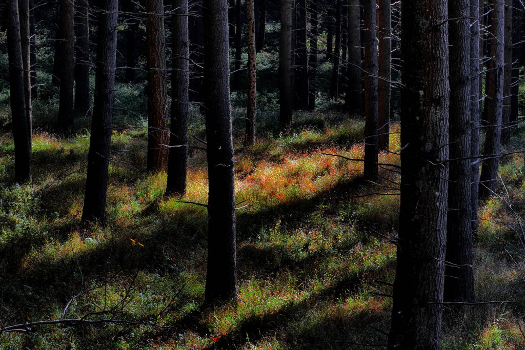  Foreste Casentinesi.