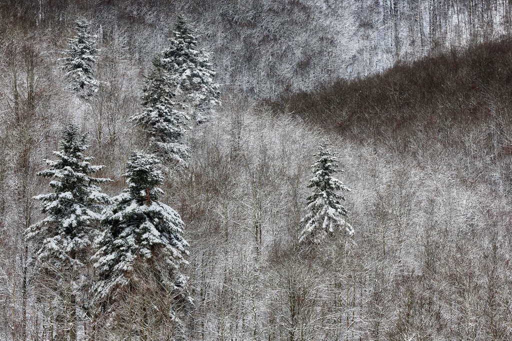  Foreste Casentinesi.