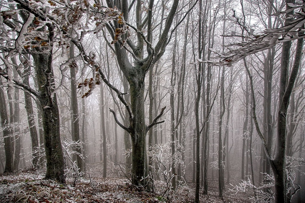  Foreste Casentinesi.